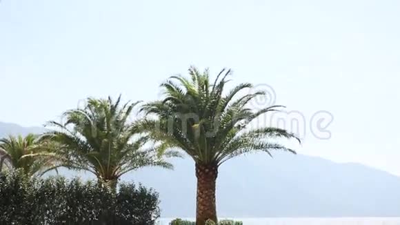 海上海岸背景棕榈树顶特写视频的预览图