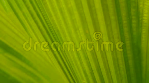 绿色多汁的热带树叶花卉春季或夏季背景视频的预览图