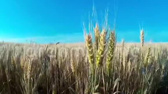 一片麦田植物大自然黑麦农场的作物视频的预览图