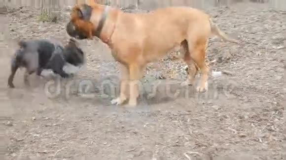 英国獒犬和法国斗牛犬视频的预览图