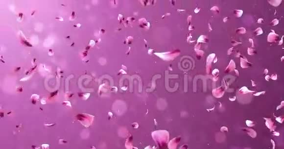 飞翔的浪漫红粉玫瑰樱花花花瓣飘落背景循环4k视频的预览图