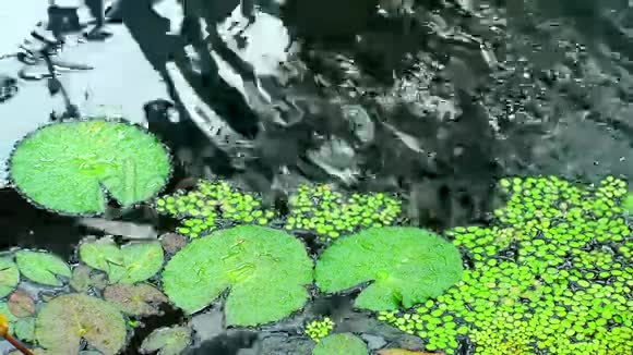湖上的叶子视频的预览图