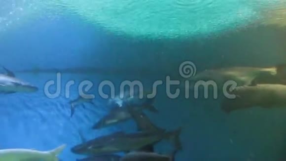 淡水水族馆鱼视频的预览图