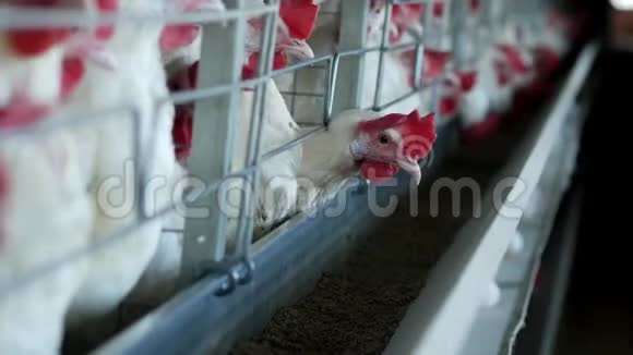 家禽饲养场饲养鸡和蛋鸡啄饲料特写农场母鸡视频的预览图
