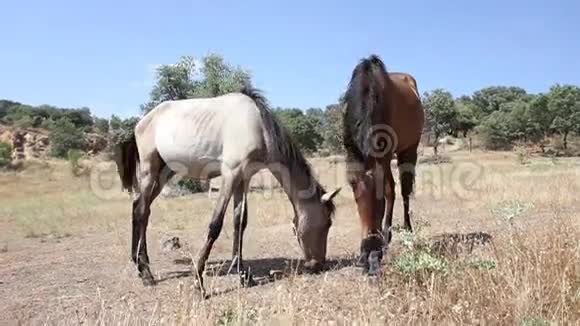 马在田野里放牧视频的预览图