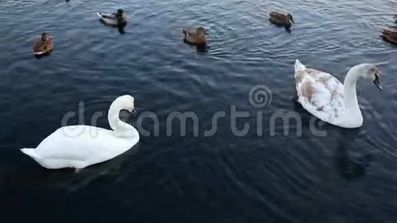 白色天鹅和鸭子视频的预览图
