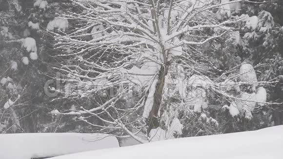 落在树上的雪在日本的丰山视频的预览图