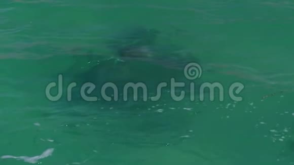 一只海豚在广阔的海洋里游泳视频的预览图
