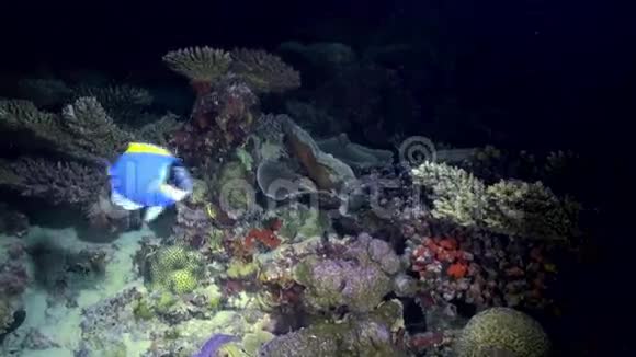 晚上在珊瑚礁上寻找食物的蝴蝶鱼视频的预览图