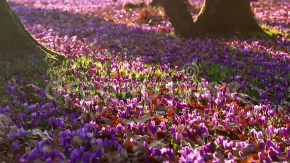 日落时带橡树山谷的野生紫色番红花野生春花番红花之美视频的预览图