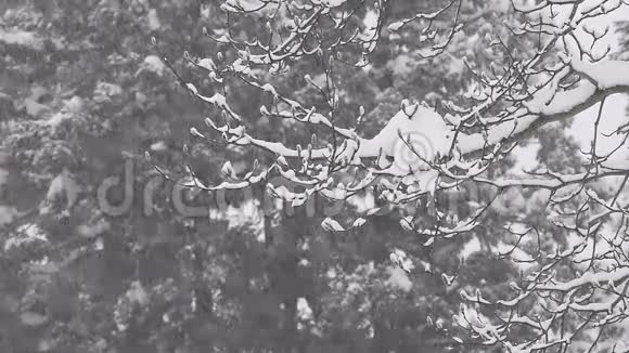 落在树上的雪在日本的丰山视频的预览图