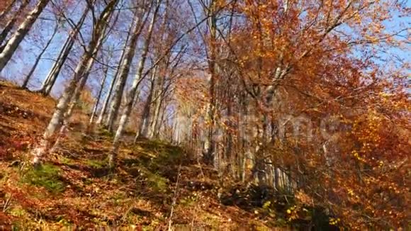 秋天的森林和阳光透过树叶照耀视频的预览图