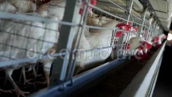 家禽养殖场饲养鸡和蛋鸡啄饲料特写工厂母鸡养殖视频的预览图