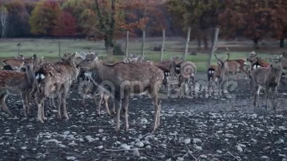自然界中的斑点鹿视频的预览图