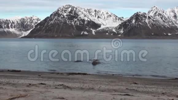 海象群在斯瓦尔巴德北冰洋海岸附近的水中放松视频的预览图