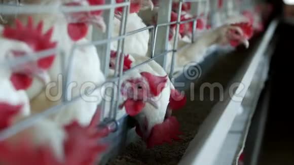 家禽养殖场用于饲养鸡和蛋鸡啄食特写工厂母鸡视频的预览图
