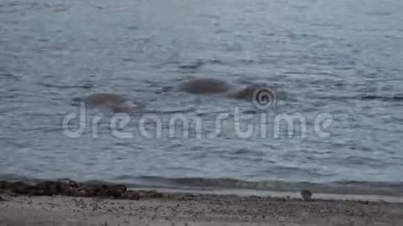 海象群在斯瓦尔巴德北冰洋海岸附近的水中放松视频的预览图