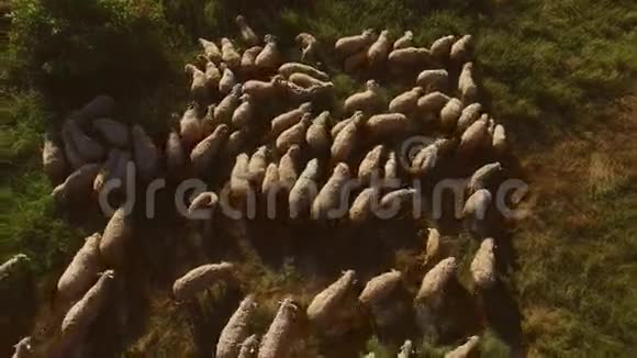 草地上成群的羊视频的预览图