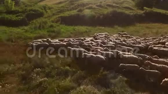 羊群在散步视频的预览图