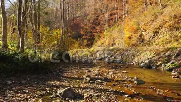 秋林中的山河五颜六色的叶子视频的预览图