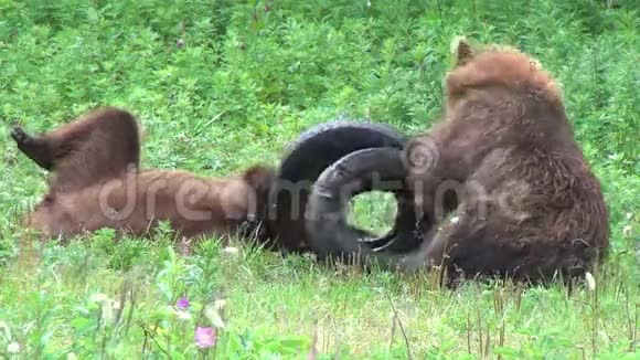 小熊打架视频的预览图