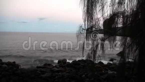海滩棕榈树背景下的海洋视频的预览图