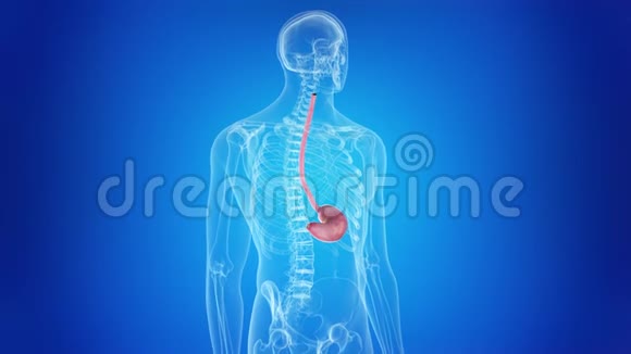 人类的胃视频的预览图