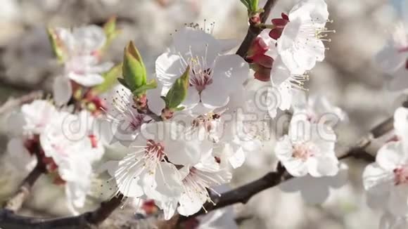 新鲜的春天背景视频的预览图