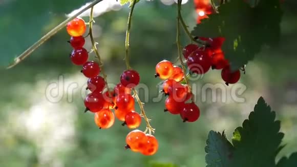 红色罗纹红宝石浆果植物特写高清镜头红醋栗落叶灌木果实自然浅视频视频的预览图