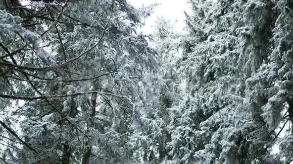 大自然冬枝雪视频的预览图