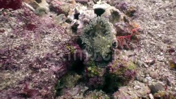 海洋海底背景下水下世界的热带野生动物视频的预览图
