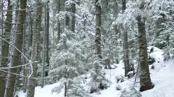 大自然冬枝雪视频的预览图