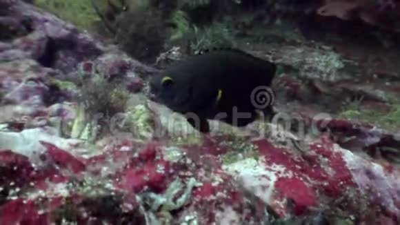 海洋海底背景下水下世界的热带野生动物视频的预览图