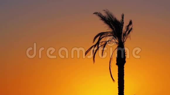 红日落处的棕榈树视频的预览图
