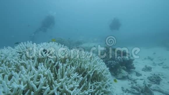 研究人员在水下寻找珊瑚礁视频的预览图