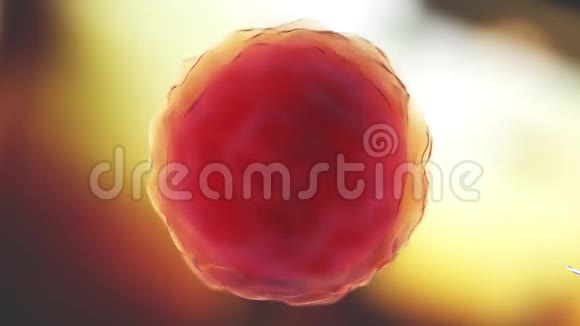 受精细胞人类视频的预览图