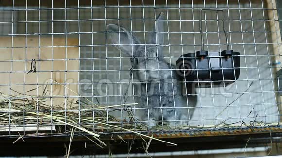 视频兔子在笼子里繁殖灰色下巴视频的预览图