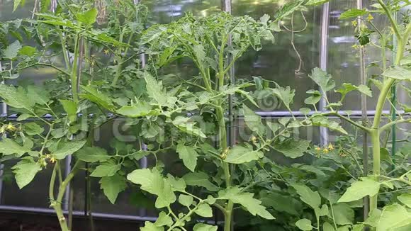聚碳酸酯温室中的年轻番茄植株视频的预览图