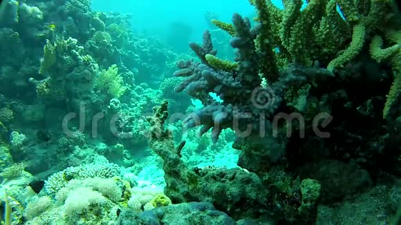 美丽的珊瑚视频的预览图
