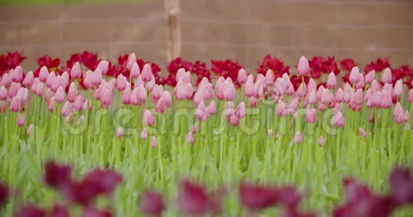 美丽的红郁金香绽放在田野上视频的预览图
