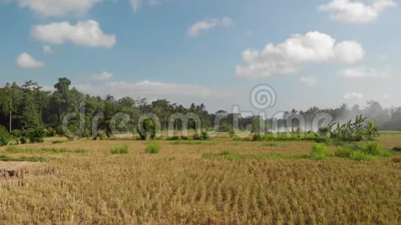 绿色背景巴厘岛稻田4K飞无人机视频青黄相接的景观稻田草地大自然视频的预览图