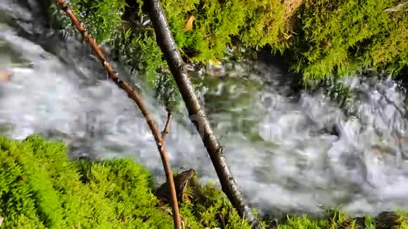 美丽的山溪瀑布河流淌在绿色的夏林中视频的预览图