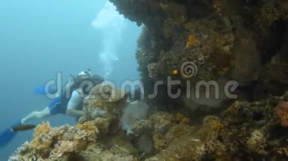 在珊瑚礁上潜水视频的预览图