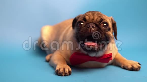 蓝色背景上有趣的小狗在休息快乐狗概念视频的预览图