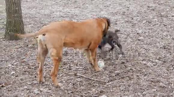 英国獒犬和法国斗牛犬视频的预览图