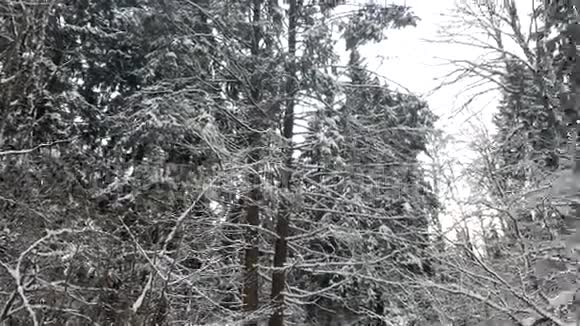 冬天雪中的树视频的预览图