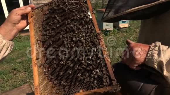 养蜂人检查蜂巢慢动作视频的预览图