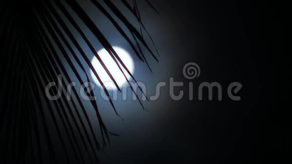 夜晚在热带有棕榈树和满月视频的预览图