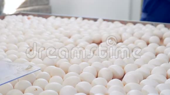 鸡场鸡蛋分拣生产线视频的预览图