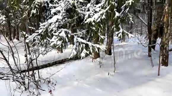 冬天雪中的树视频的预览图